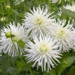 Bulbes à fleurs à planter au printemps - Dahlia Cactus nain Playa Blanca (x1) - face recto
